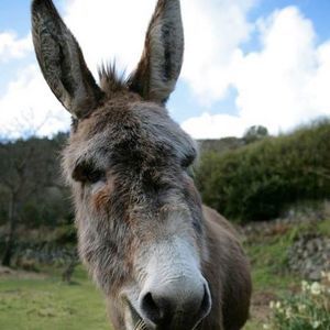 Meet your Posher, Steven